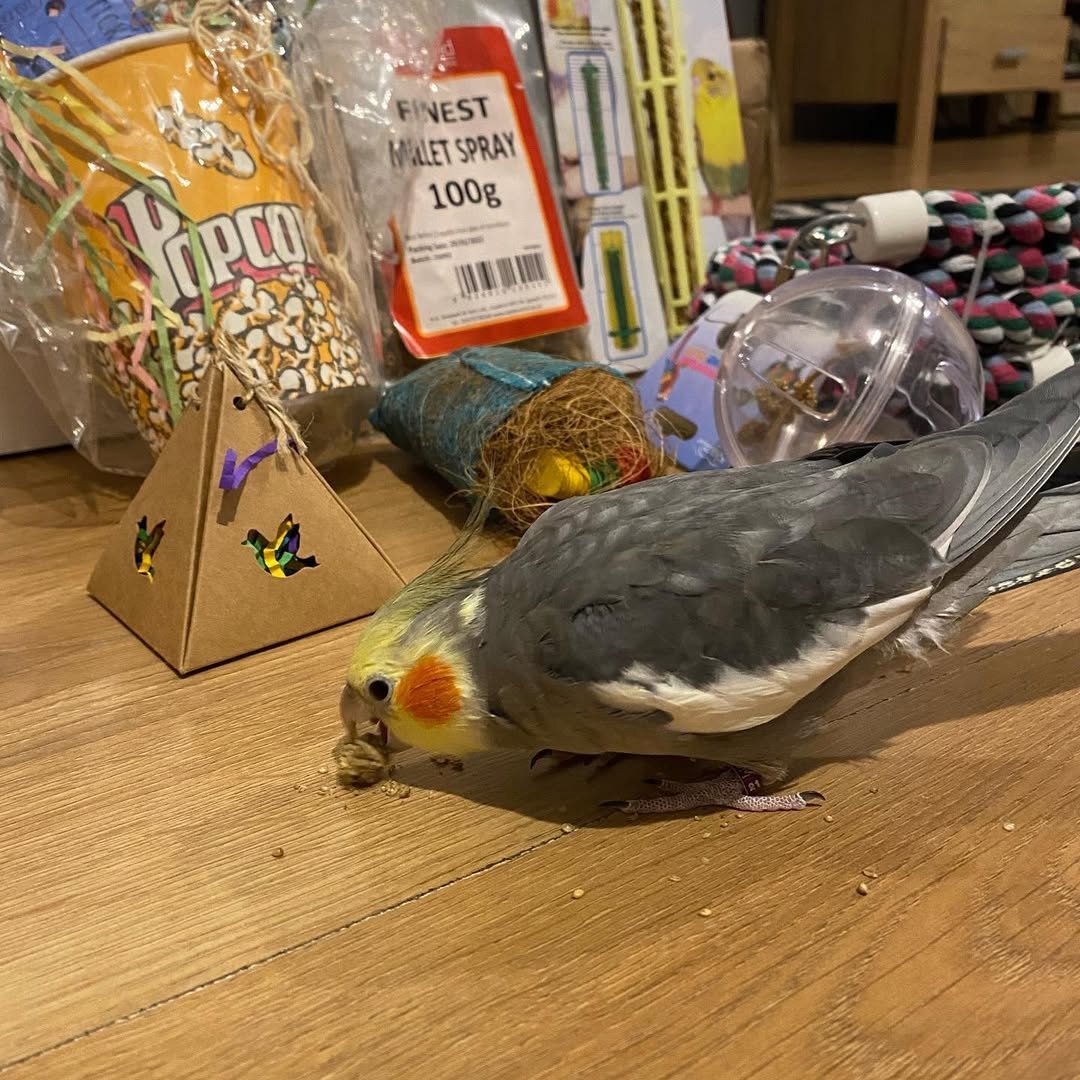 female Cockatiels for Sale