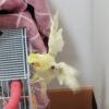 Cockatiels for Sale Under $100