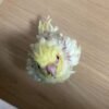 Cockatiels for Sale Under $100
