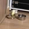 Cockatiels for Sale Under $100