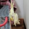 Cockatiels for Sale Under $100