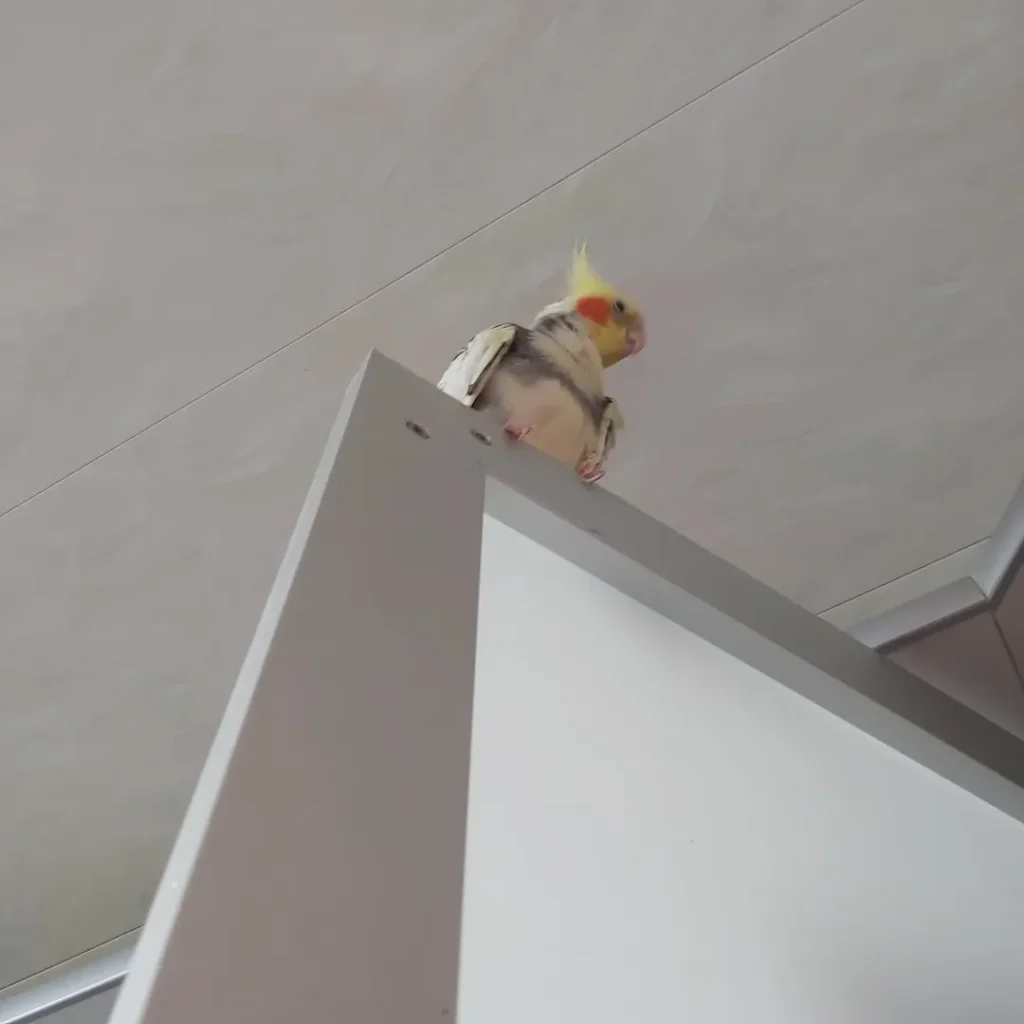 Should you buy the biggest cockatiel cage possible?