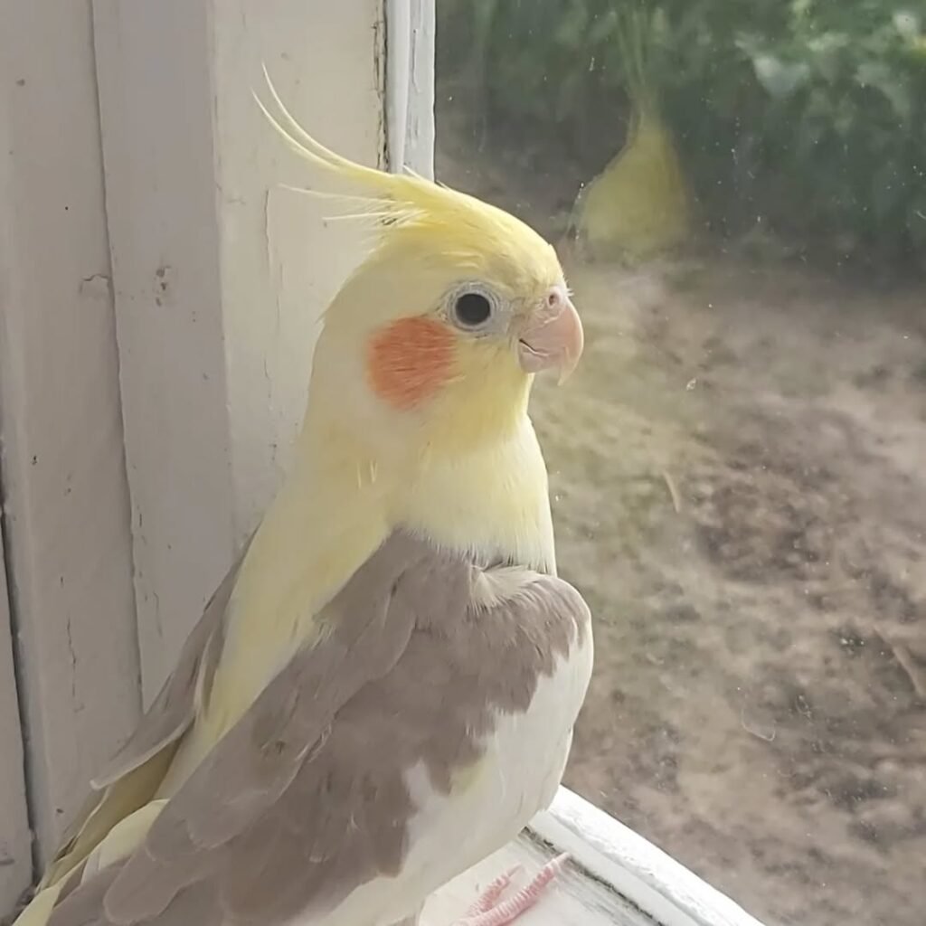 What foods are unsafe for cockatiels even if they are not strictly toxic?