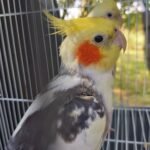 What foods are toxic or unsafe for cockatiels that should never be given?