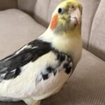 Do cockatiels need toys and other forms of enrichment if they get lots of attention from their owner?