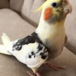 Can I tell if my cockatiel is male or female just by looking at it?