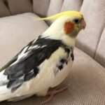 Are cockatiels good family pets for families with children and other household members?