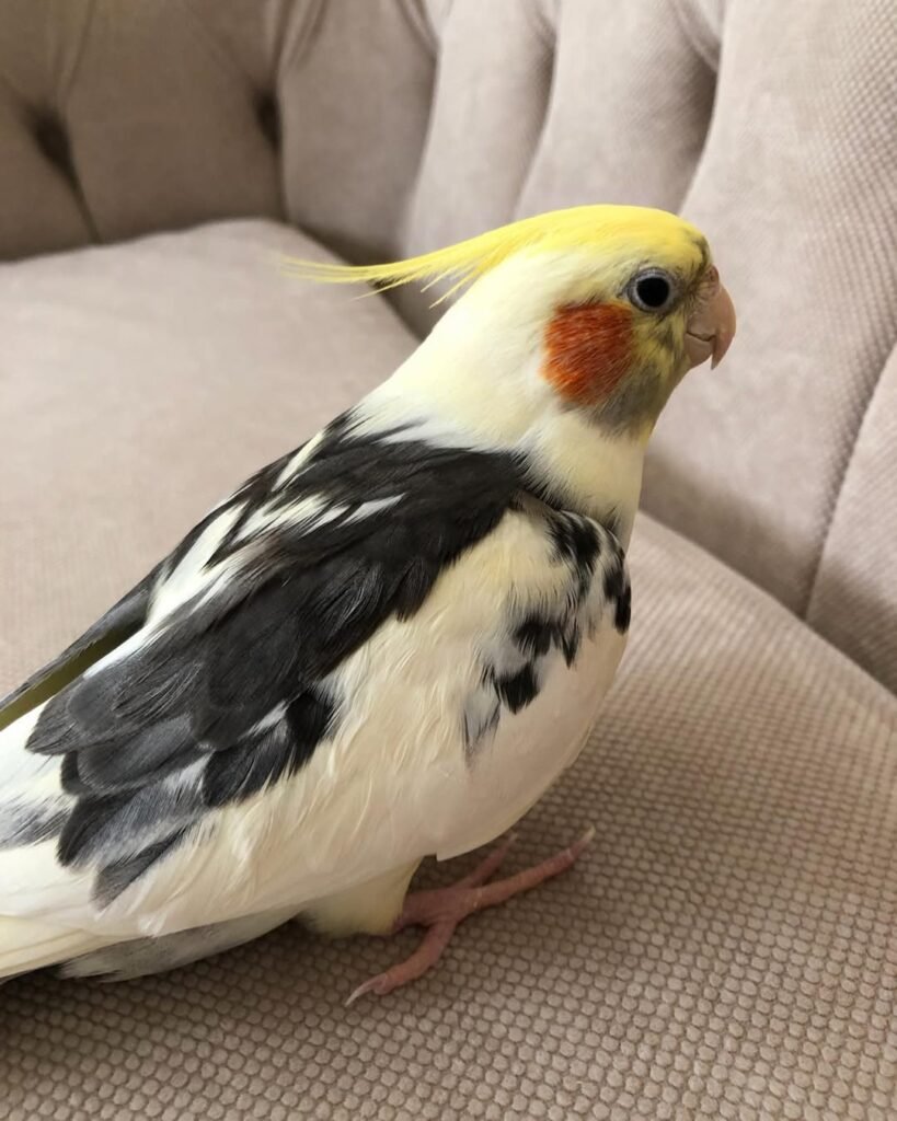 Do Cockatiels Need Foraging Activities?