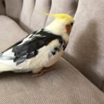 Are cockatiels noisy enough for apartment living?