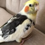 How often should a healthy cockatiel see a veterinarian?