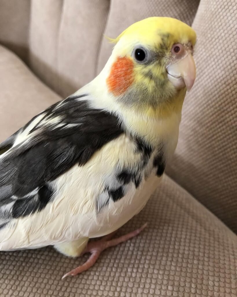 A Simple Cockatiel Trick Training Routine