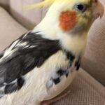 How long should I let a new cockatiel settle in before handling it?