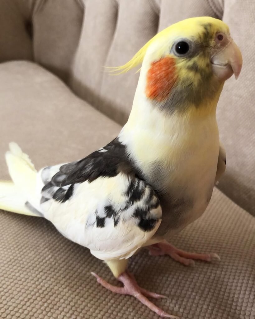 Pay Attention to Your Cockatiel's Breathing