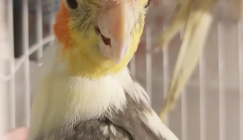 Are cockatiels good family pets