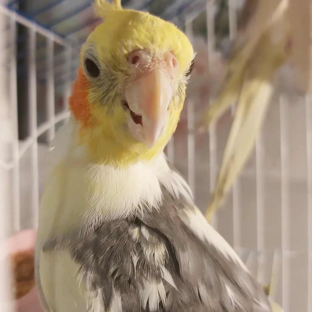 Are cockatiels good family pets