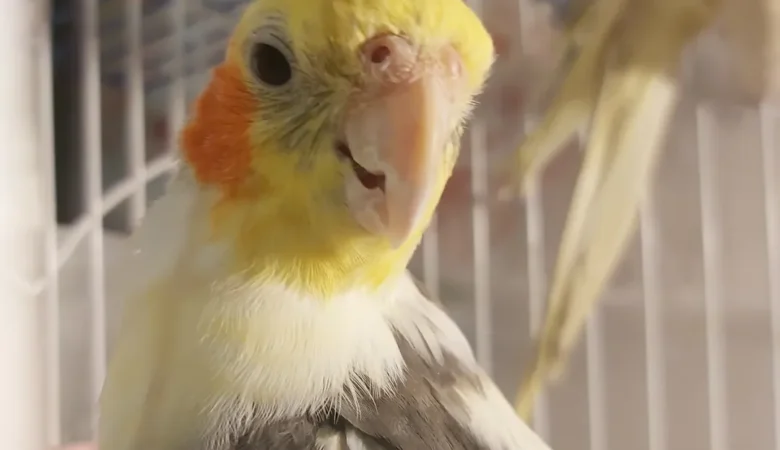 How long do cockatiels live