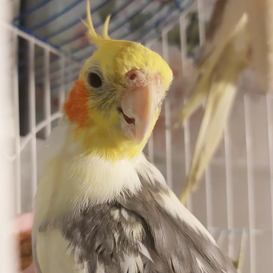 How long do cockatiels live