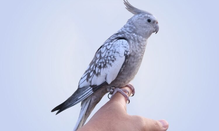 How do I know if my cockatiel is male or female