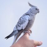 Cockatiel Photos