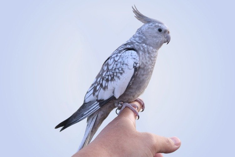 Are Male Cockatiels More Likely to Talk?