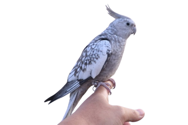 Can cockatiels live with other birds