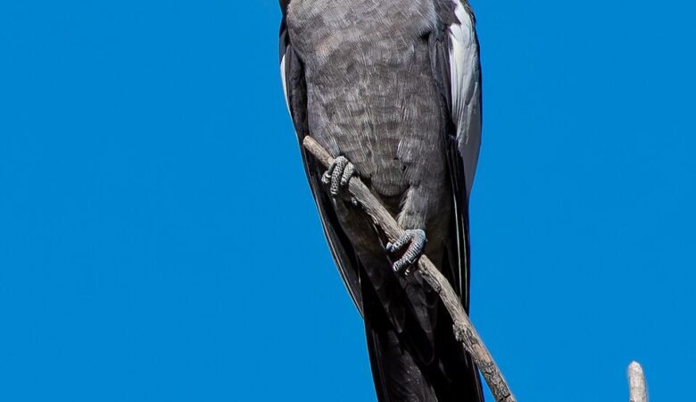 How can I tell if a cockatiel is healthy
