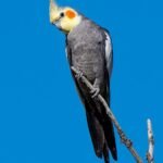 Do cockatiels talk and learn words if they are trained every day?