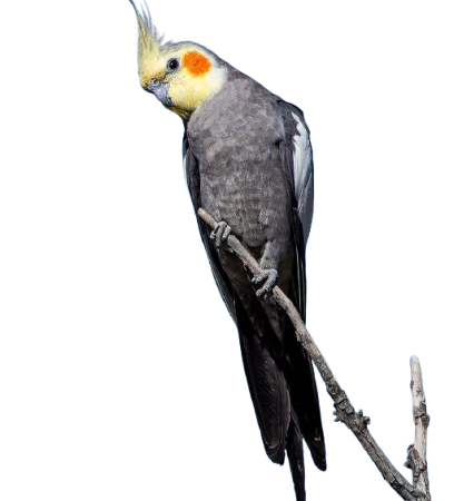 Do cockatiels bite