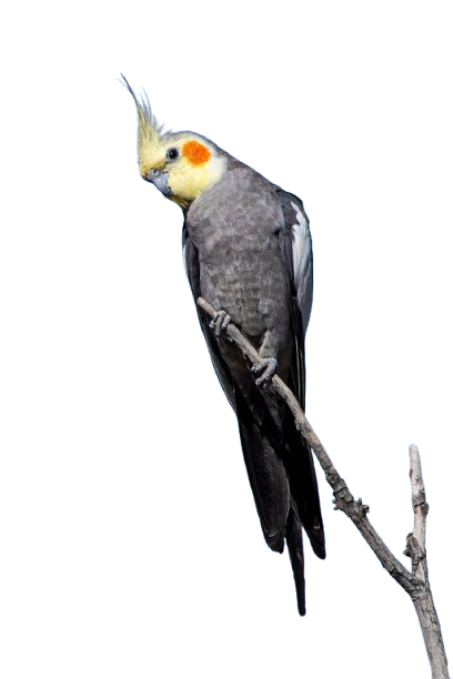 Do cockatiels bite