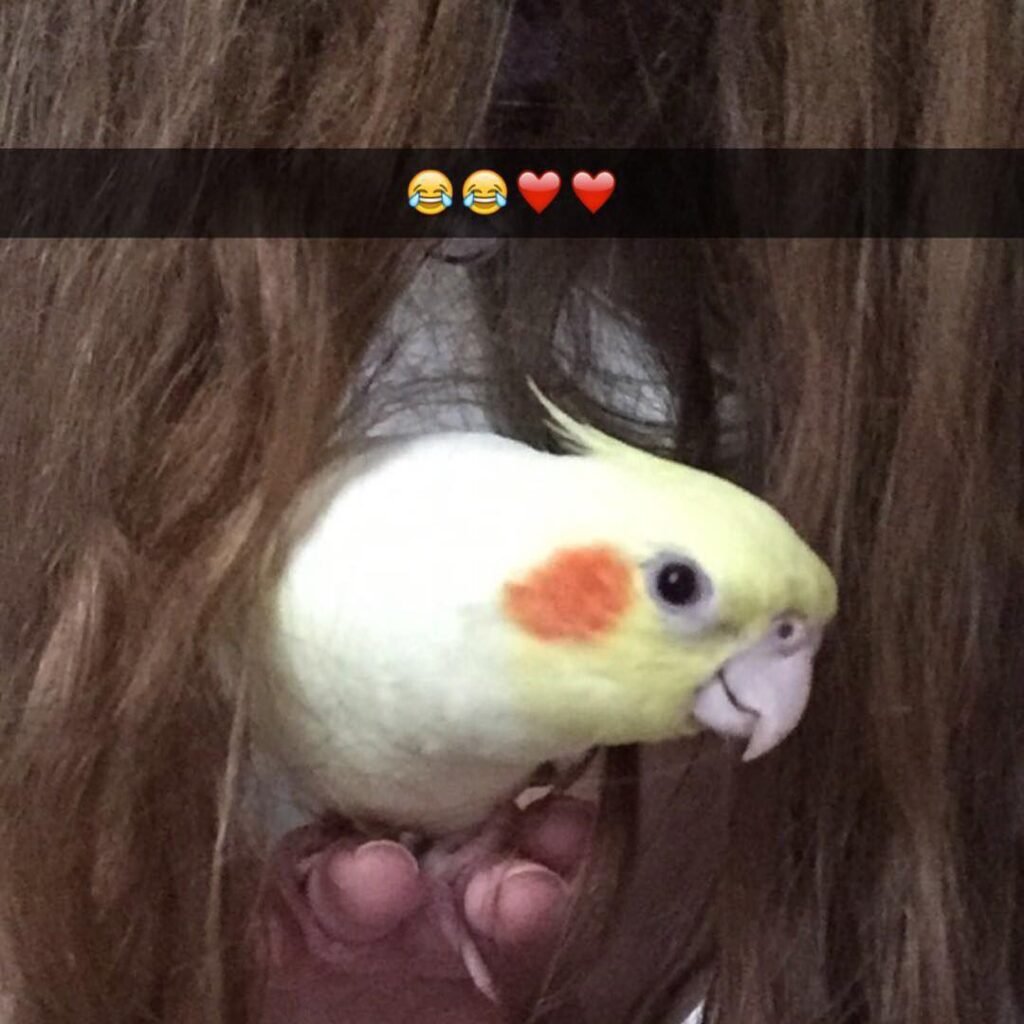 Cockatiel Noise Guide for New Owners