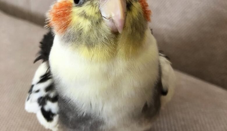 Are cockatiels affectionate with their owners