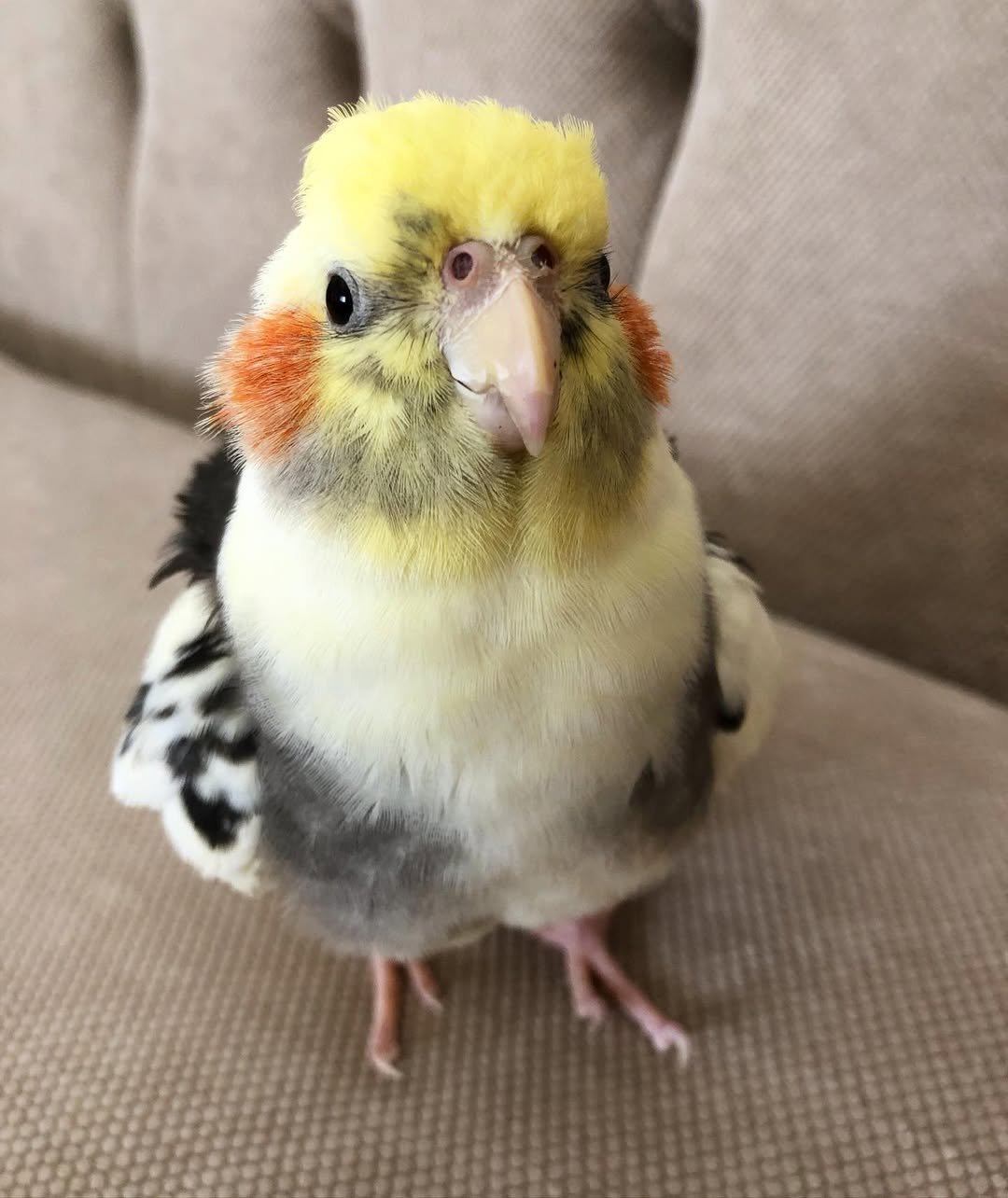 Are cockatiels affectionate with their owners