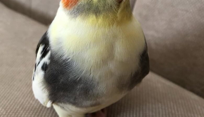 What is the best age to buy a cockatiel