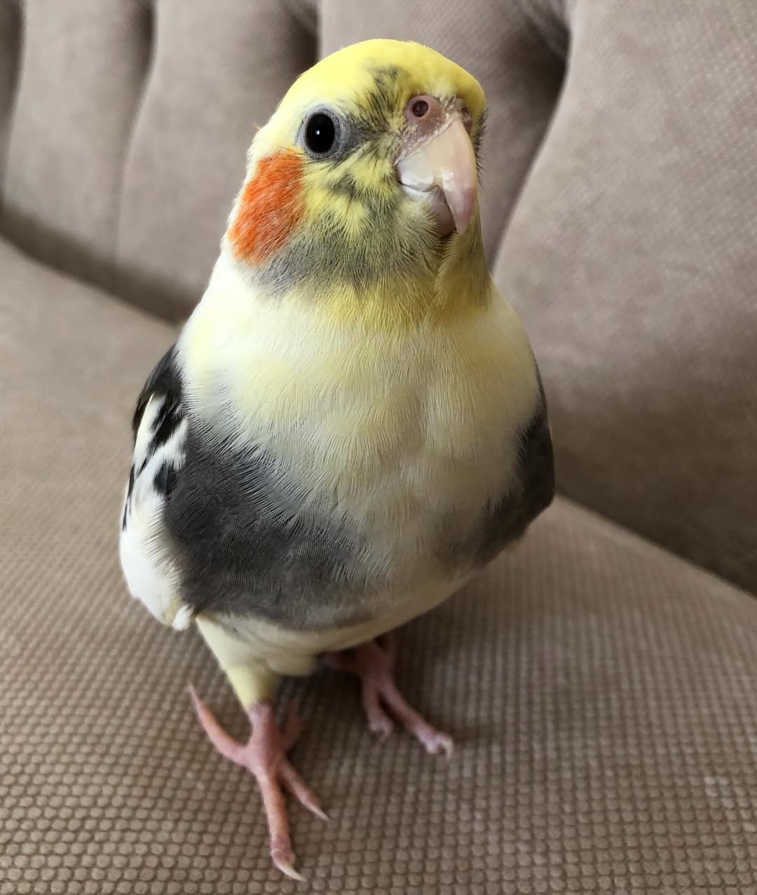 What is the best age to buy a cockatiel