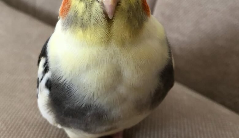 Should I get a male or female cockatiel