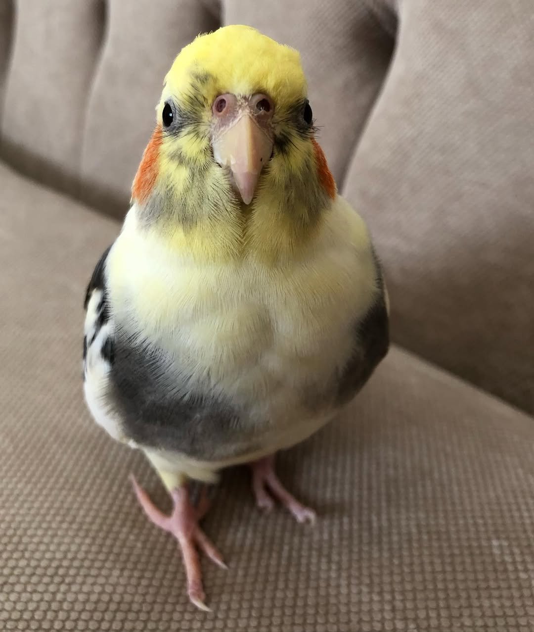 Should I get a male or female cockatiel