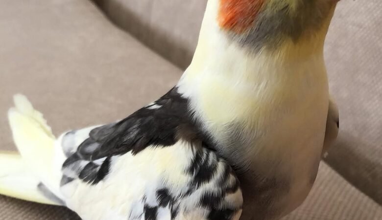 Do cockatiels need a companion or can they live alone