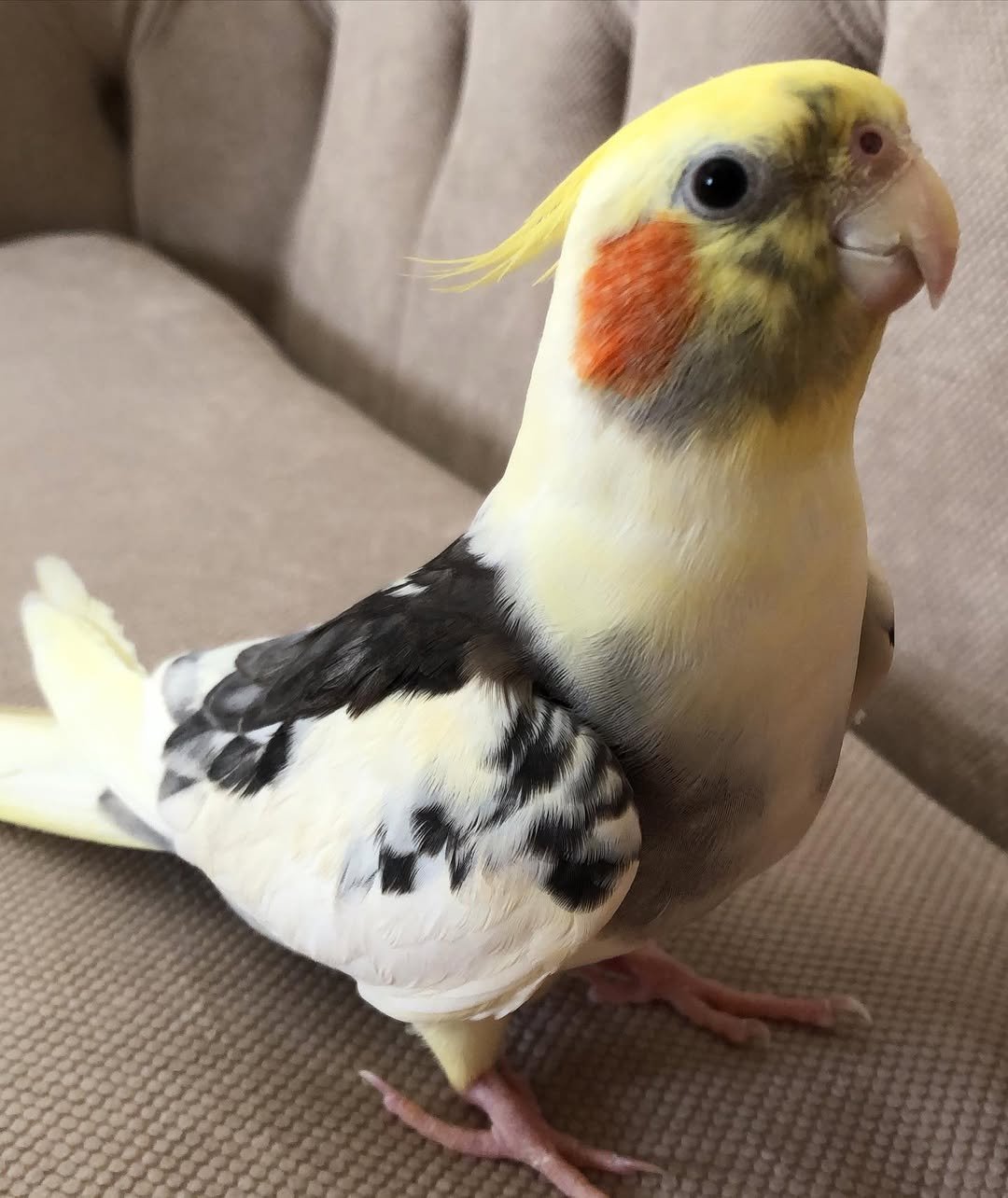 Do cockatiels need a companion or can they live alone