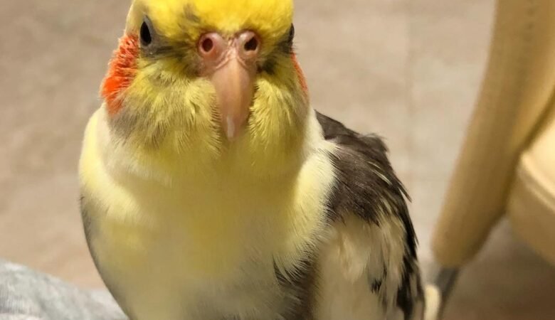 Do cockatiels need toys and other forms of enrichment