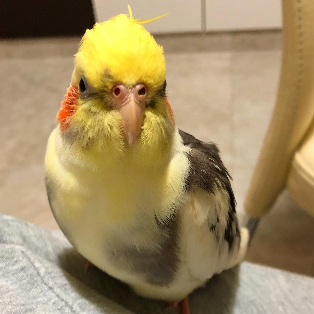 Do cockatiels need toys and other forms of enrichment