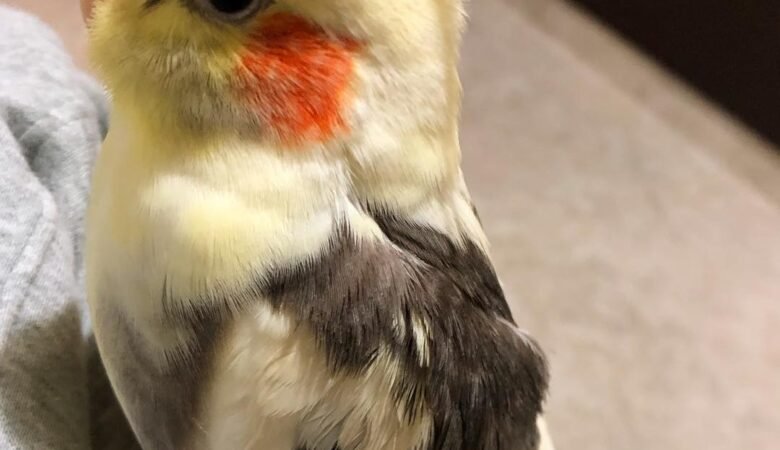 How often should I let my cockatiel out of its cage