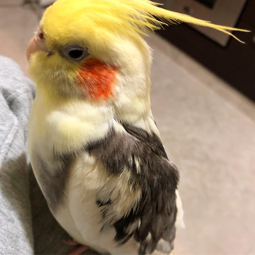 How often should I let my cockatiel out of its cage