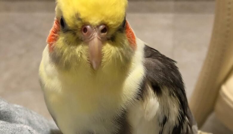 What foods are toxic or unsafe for cockatiels