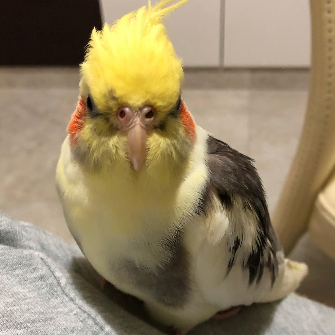 What foods are toxic or unsafe for cockatiels