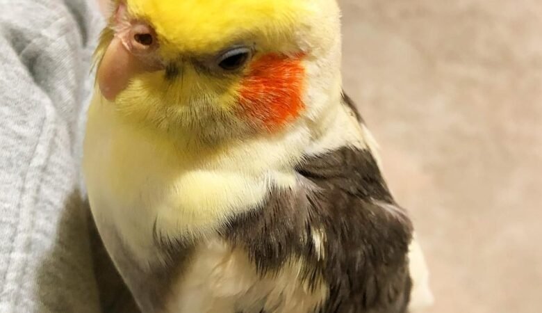 What should I feed my cockatiel