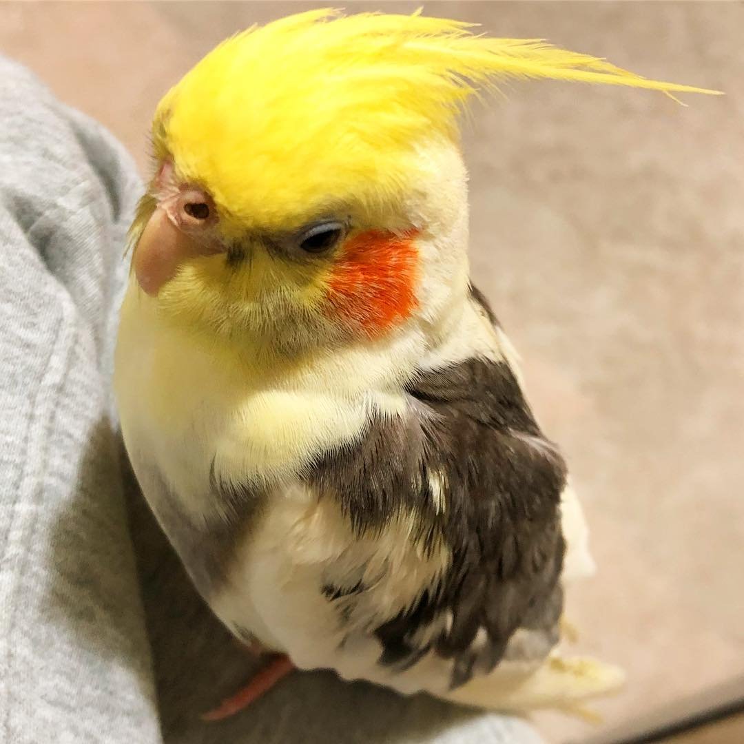 What should I feed my cockatiel