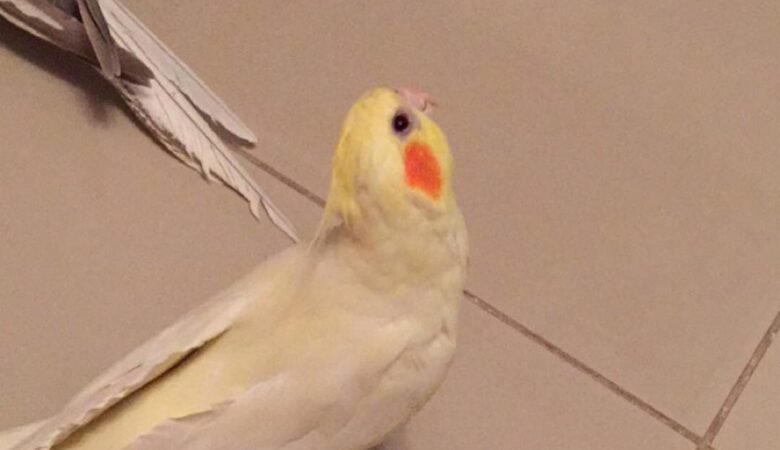 How large should a cockatiel cage be