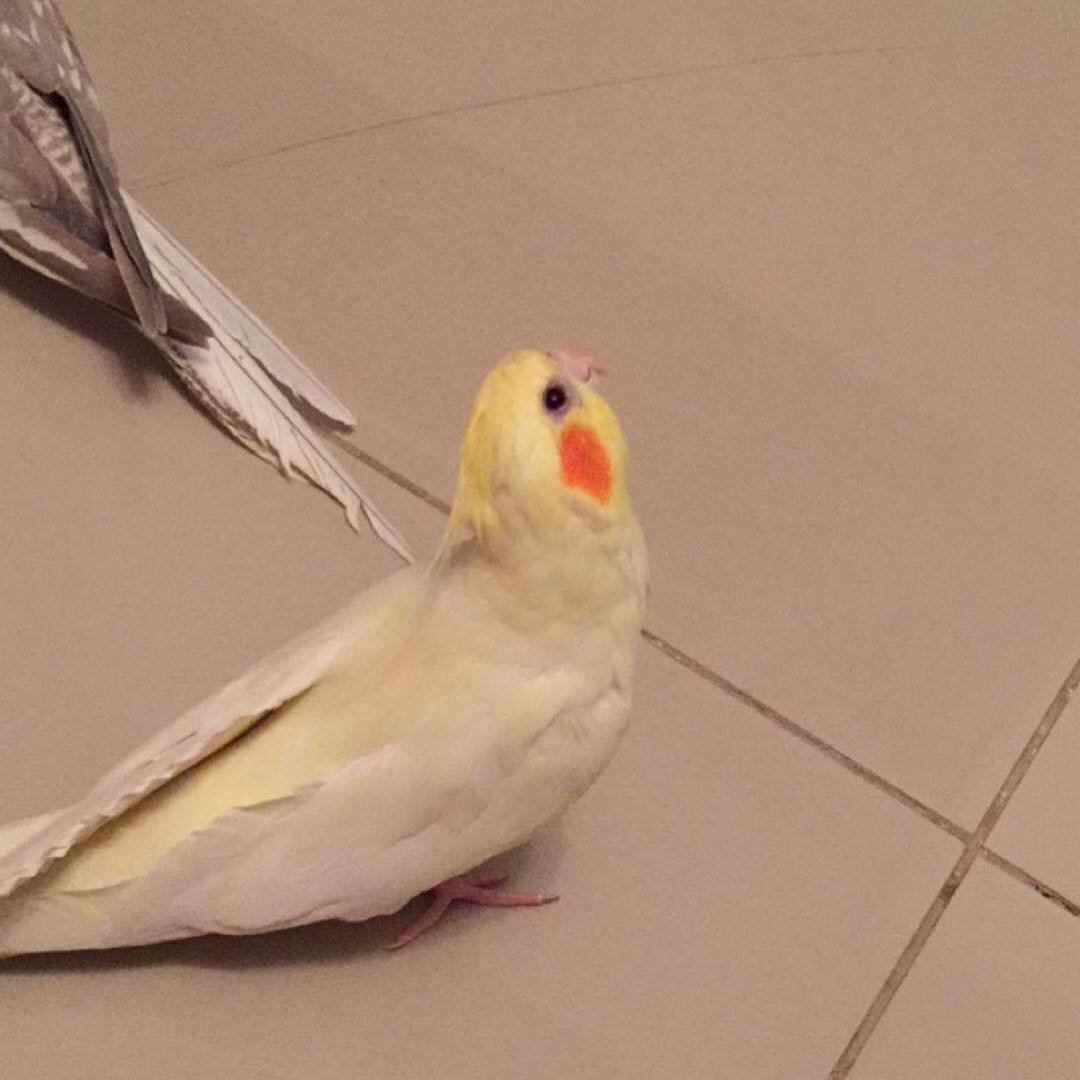 How large should a cockatiel cage be