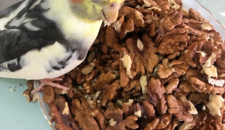 How much attention does a cockatiel need each day