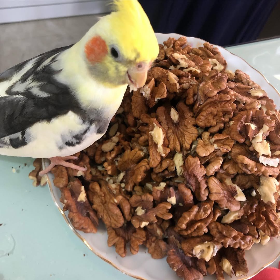 How much attention does a cockatiel need each day